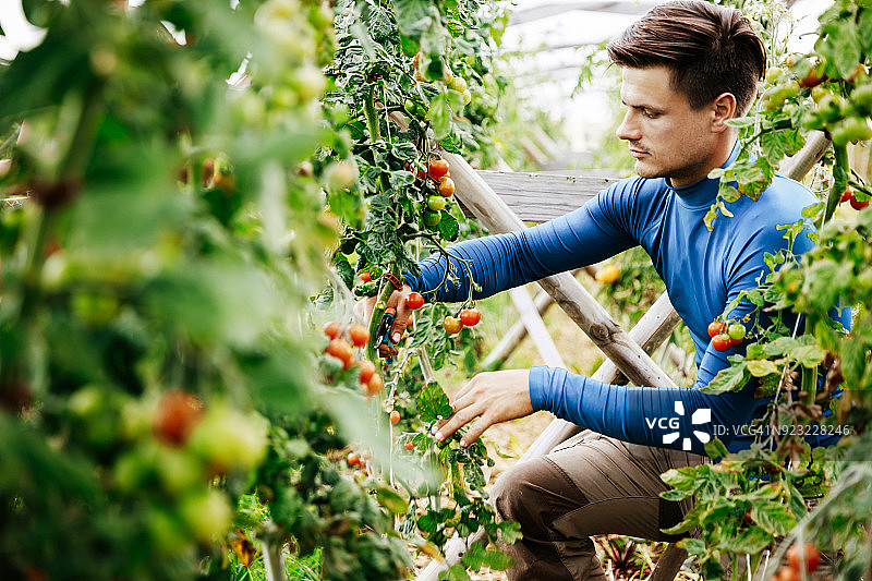 城市农民在温室里照料西红柿图片素材