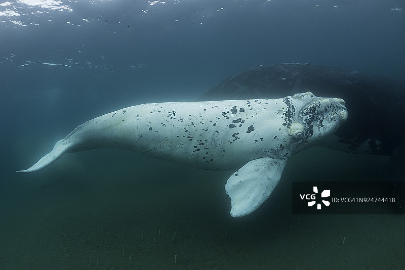 一个白色的南露脊鲸幼崽游泳在它的母亲在浅水，新海湾，瓦尔德斯半岛。图片素材