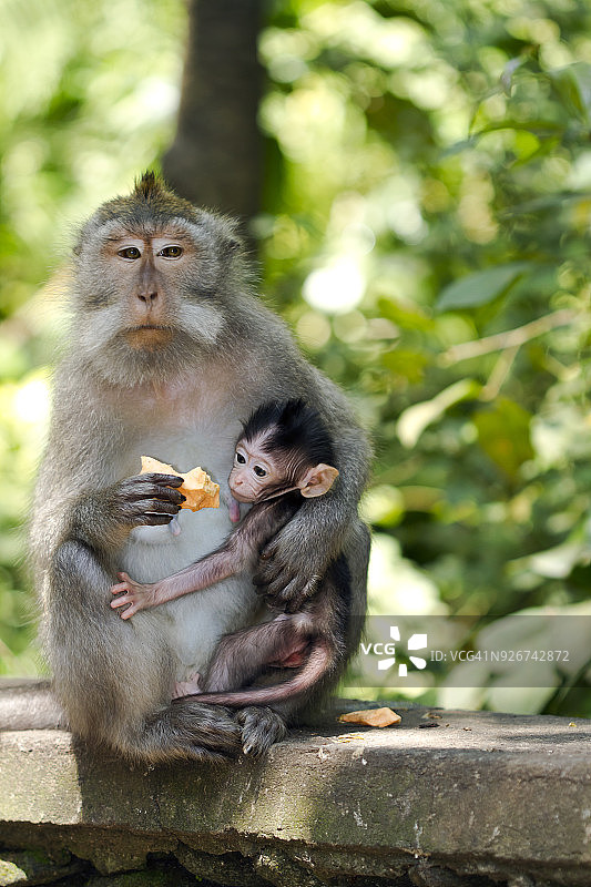 印度尼西亚，巴厘岛，圣猴森林，长尾猕猴与幼小动物图片素材
