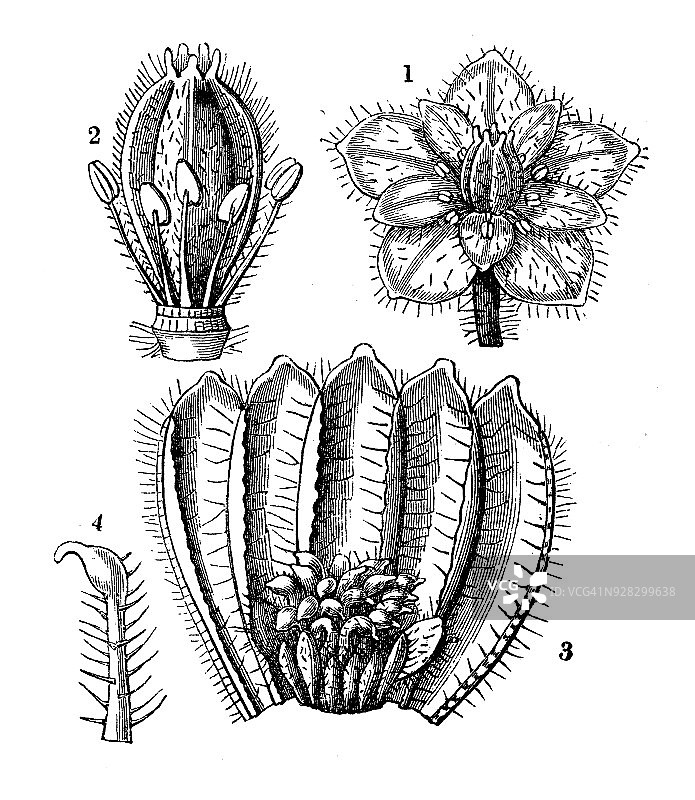 植物学植物仿古雕刻插图:鼠耳毛蕊图片素材