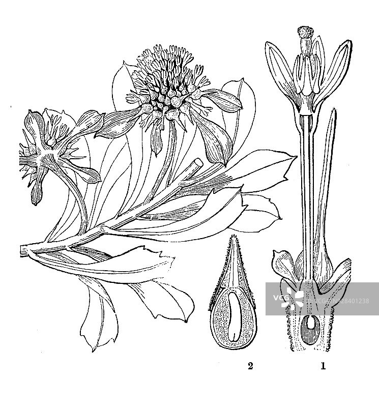 植物学植物仿古雕刻插图:鸡血藤图片素材