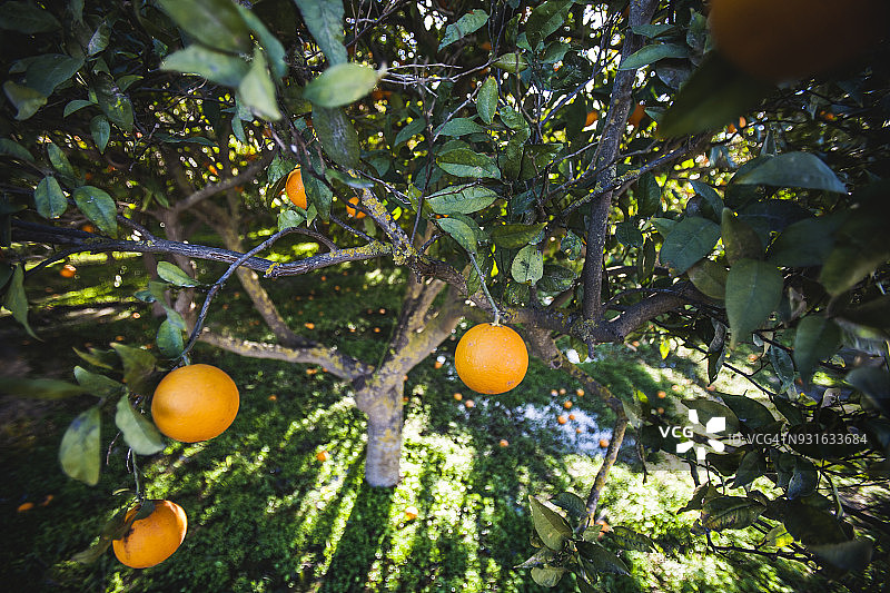 在Terqué的橘子林，透过一棵树看。图片素材