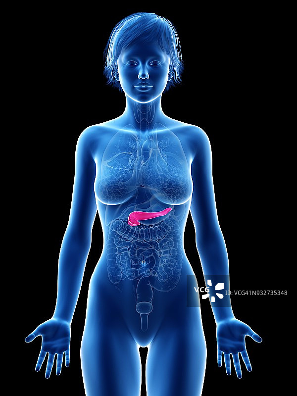 女性胰腺,插图图片素材