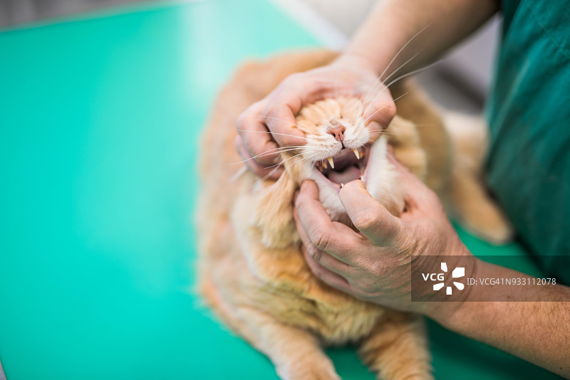 兽医检查小猫的牙齿。图片素材