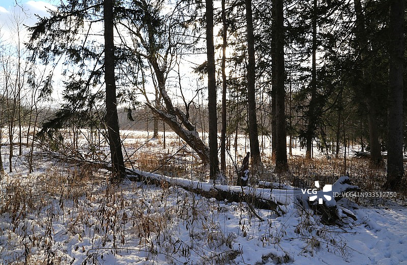 荒野公园的冬天图片素材