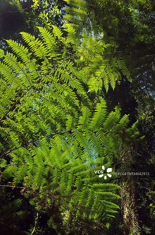 澳大利亚新南威尔士州多里戈国家公园的蕨类树图片素材