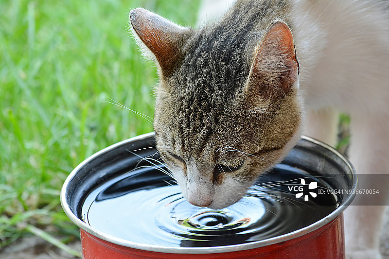 猫喝水图片素材