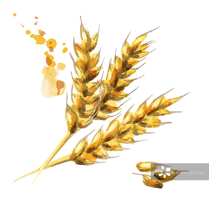 大麦。麦芽。水彩图片素材
