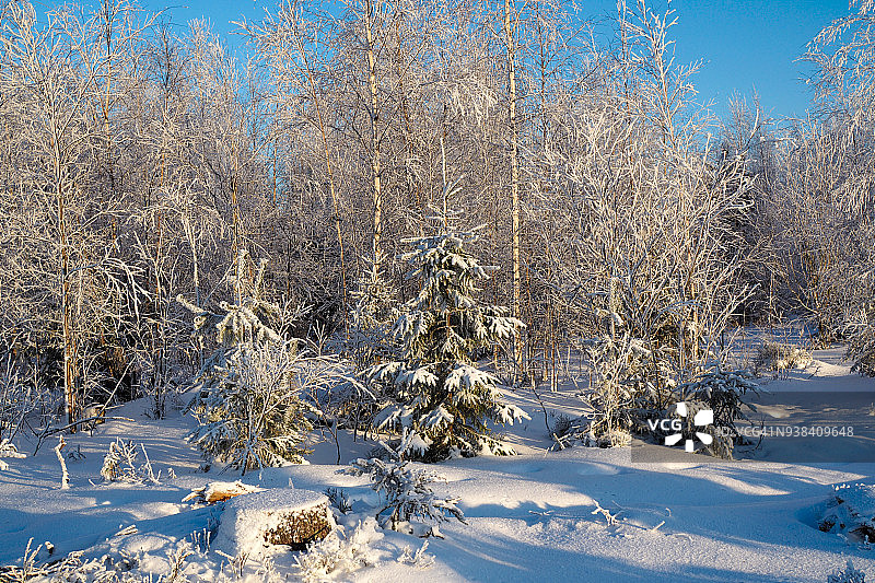 清晨森林里松软的雪图片素材