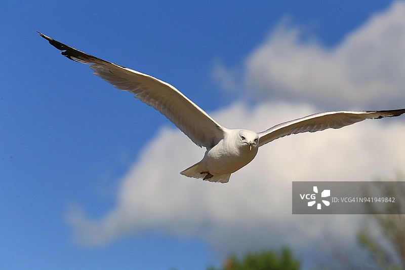 飞行中的野海鸥(特拉华州)图片素材