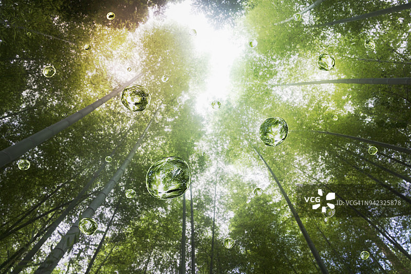 水滴在竹林里图片素材