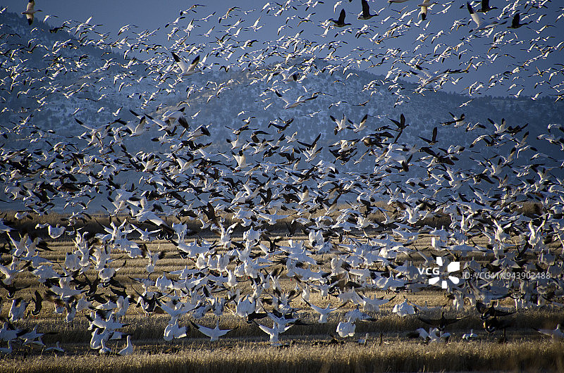 鸟类迁徙图片素材