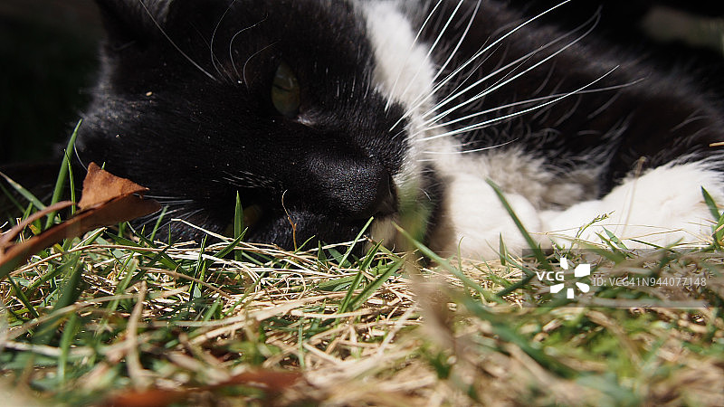 可爱的双色燕尾服猫放松在院子里图片素材