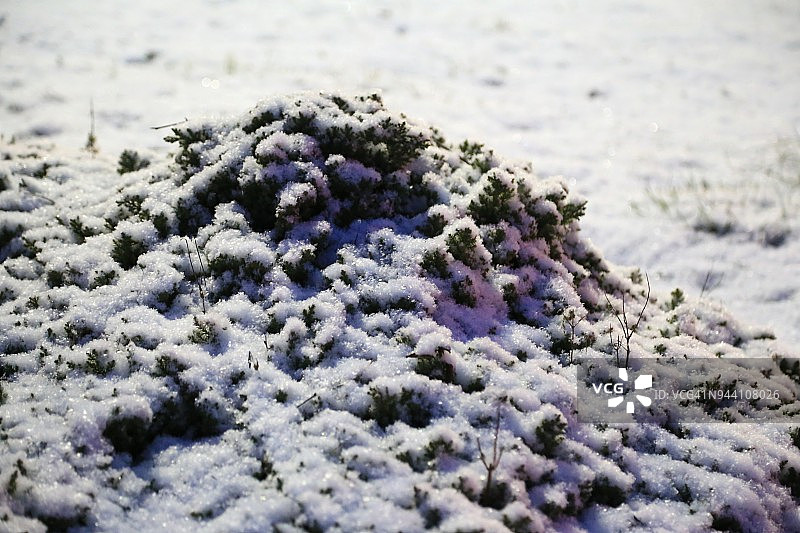 白雪覆盖着景观灌木图片素材