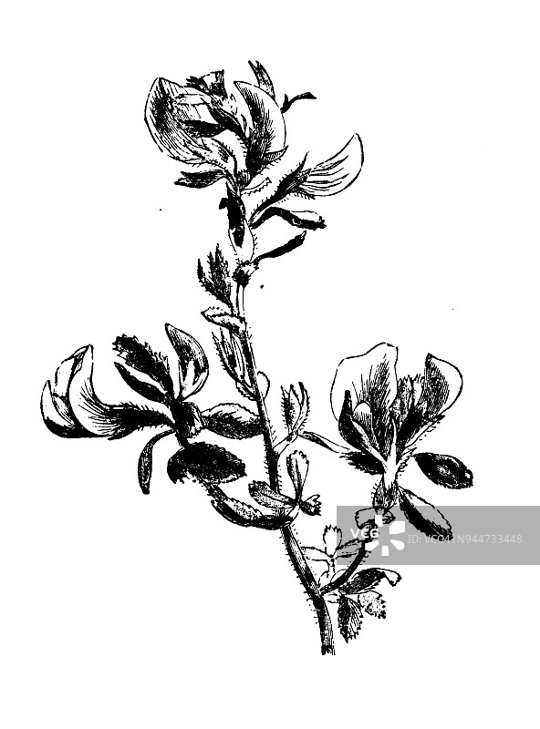 植物学植物古版画插图:欧芒图片素材