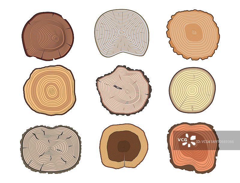 树木树干切片纹理圆切木材原料矢量细节植物多年历史纹理粗糙的森林树顶图片素材
