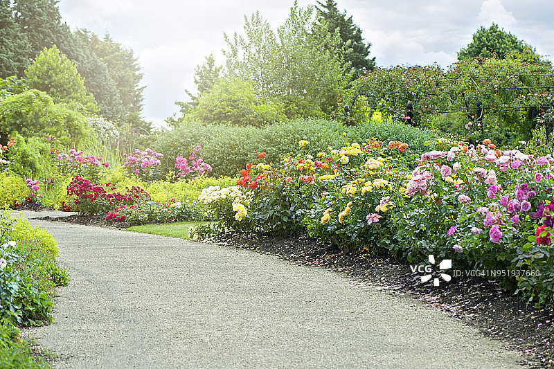 一条美丽的花园小径，在朦胧的阳光下，两边都有夏日玫瑰图片素材