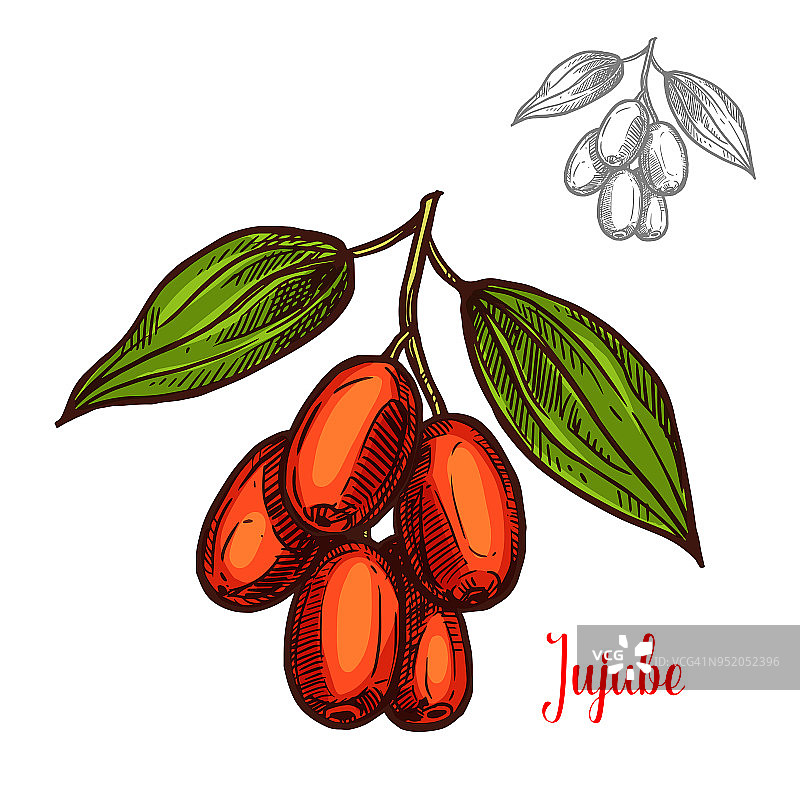 枣向量素描水果浆果图标图片素材