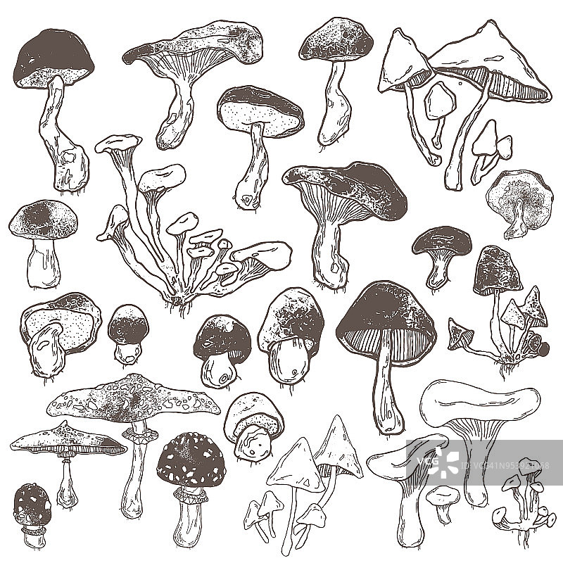 手绘森林蘑菇集。矢量图图片素材
