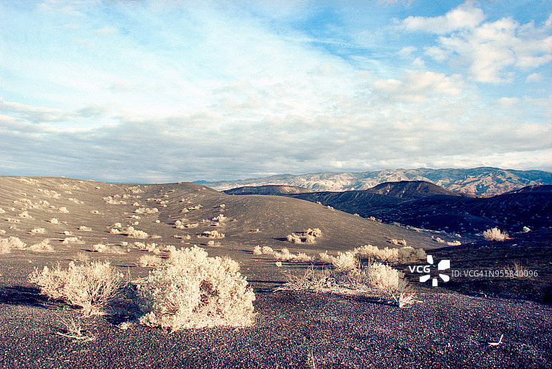 加利福尼亚死亡谷煤渣田的沙漠植物图片素材