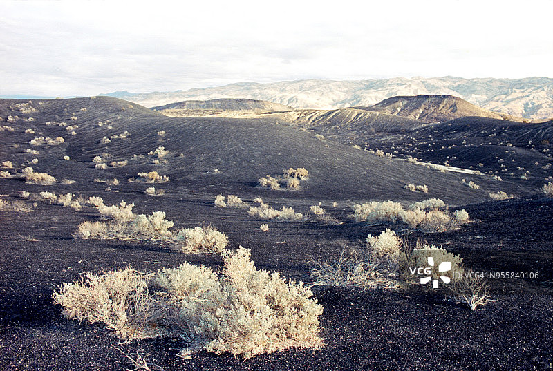 加利福尼亚死亡谷煤渣田的沙漠植物图片素材