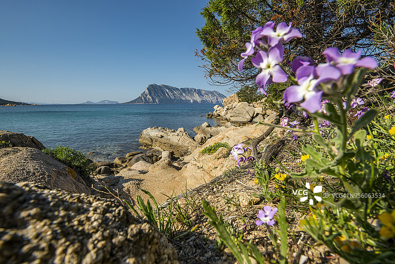 撒丁岛在春天图片素材