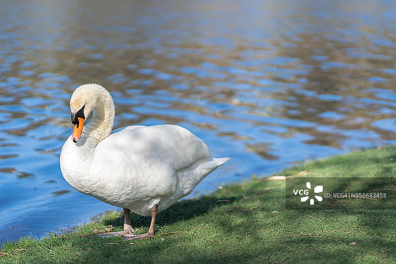 美丽优雅的天鹅在池塘边的春天。图片素材