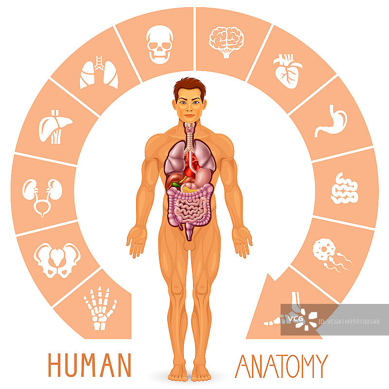 人体及内脏器官图片素材