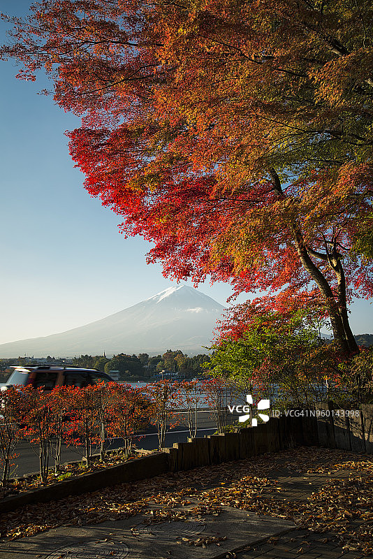 富士山和一棵枫树图片素材