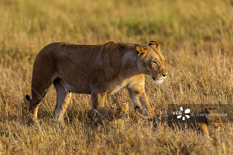 在马赛马拉的大草原上，母狮带着幼崽行走。图片素材