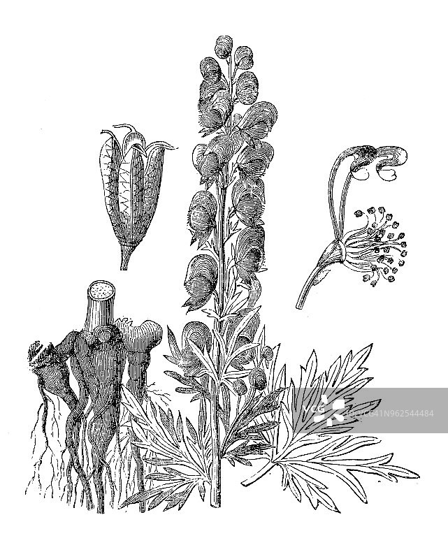 植物学植物仿古雕刻插图:乌头(乌头，乌头，附子)图片素材