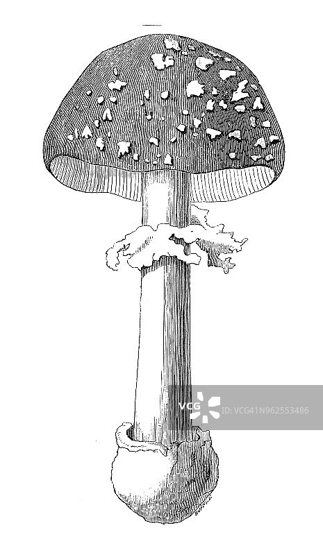 植物学植物仿古雕刻插图:白毒伞(蝇木耳)图片素材