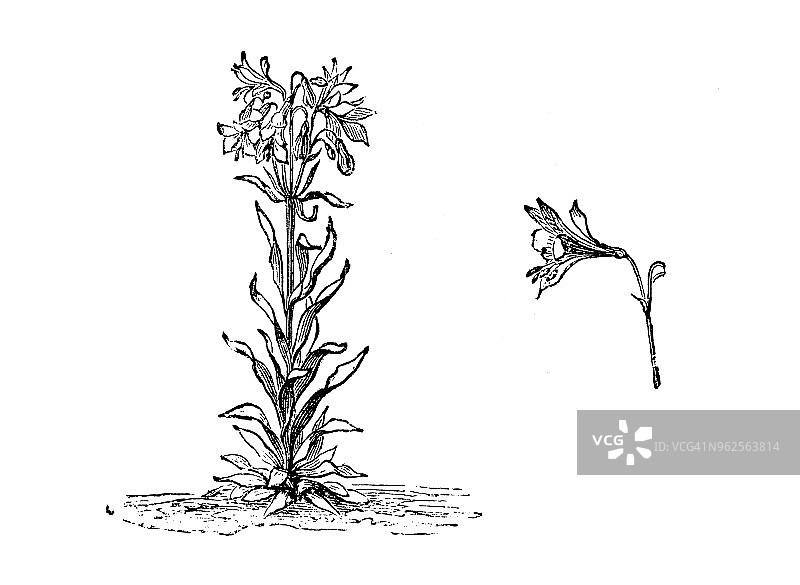植物学植物古版画插图:花柳草图片素材