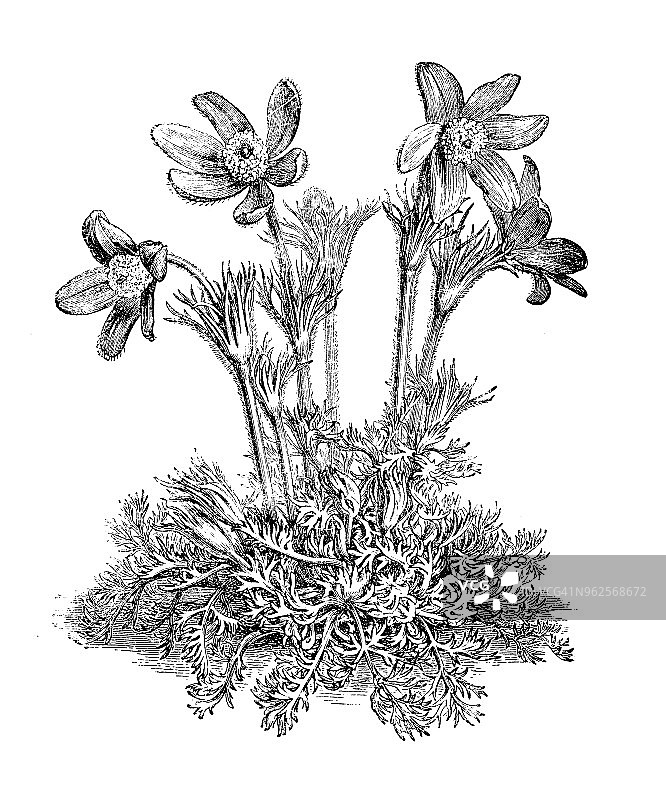 植物学植物仿古雕刻插图:白头翁图片素材
