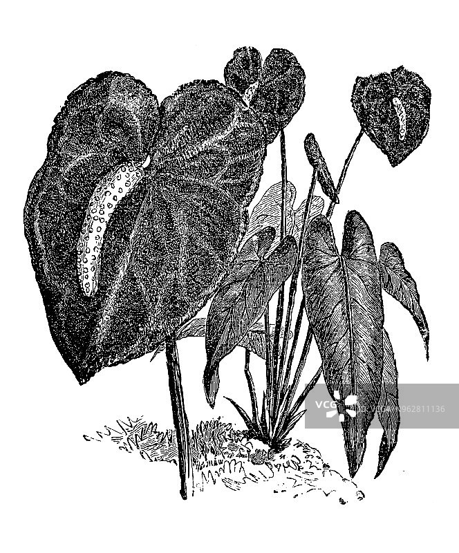植物学植物仿古雕刻插图:红掌(尾花、火烈鸟花、蕾丝叶)图片素材
