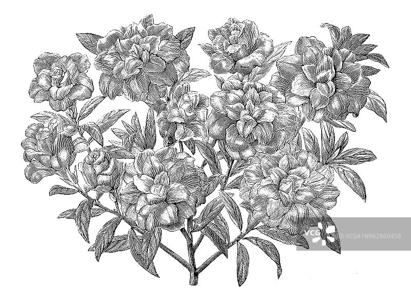 植物学植物仿古雕刻插图:杜鹃花图片素材