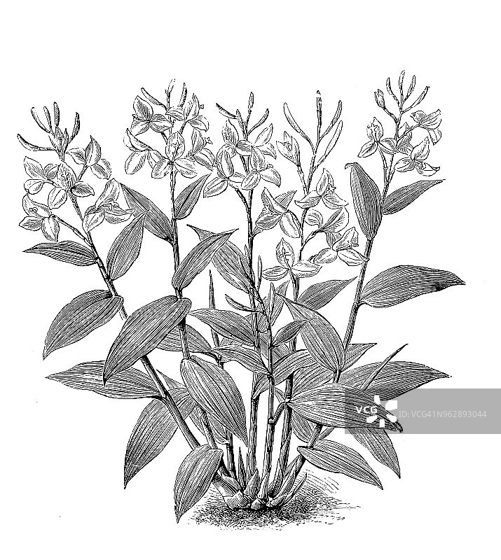 植物学植物仿古版画插图:毛竹图片素材