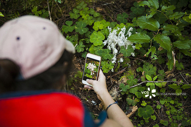 高角度的徒步者拍摄植物通过智能手机在红木国家和国家公园图片素材