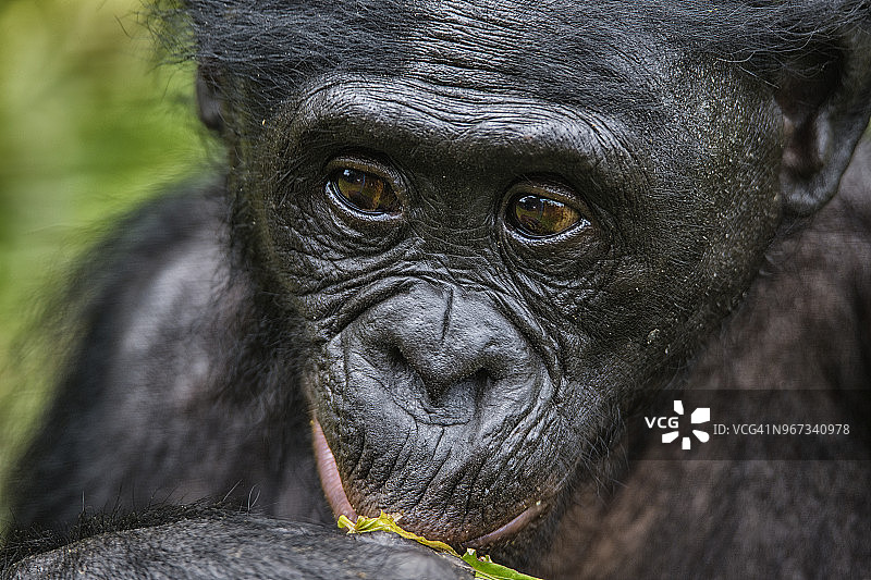幼年倭黑猩猩的肖像(侏儒黑猩猩)图片素材
