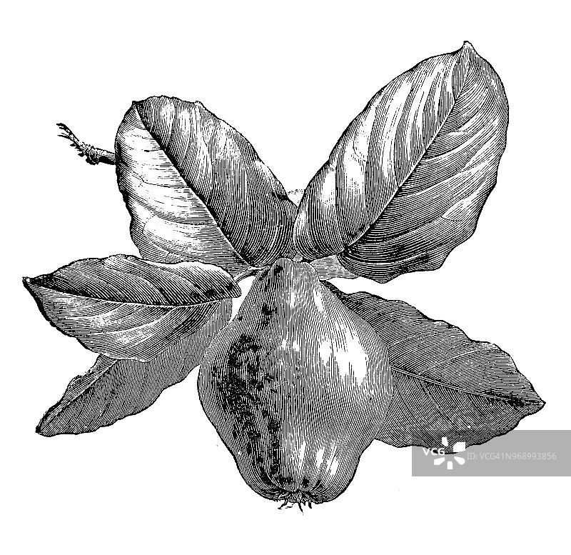 植物学植物仿古雕刻插图:西藤、葡萄牙榅桲图片素材