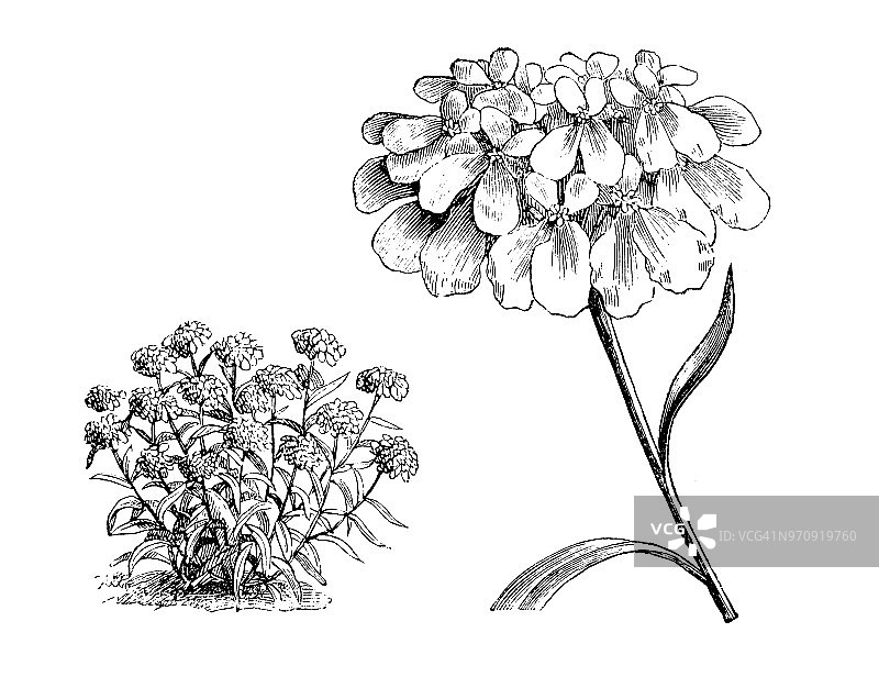 植物学植物仿古雕刻插图:伊比利亚伞形花、花园糖簇、球形糖簇图片素材