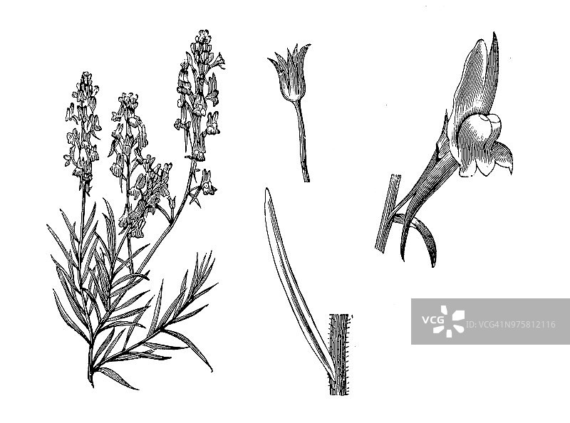 植物学植物仿古雕刻插图:马诺卡纳、摩洛哥蟾蜍麻图片素材