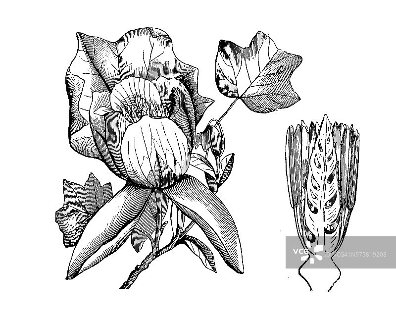 植物学植物仿古雕刻插图:鹅掌楸、郁金香树图片素材