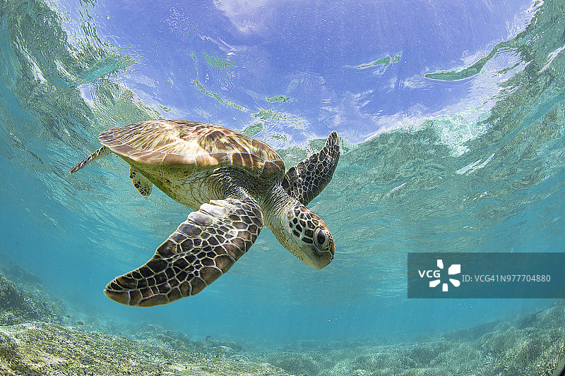 海龟游过珊瑚礁，澳大利亚昆士兰的大堡礁图片素材
