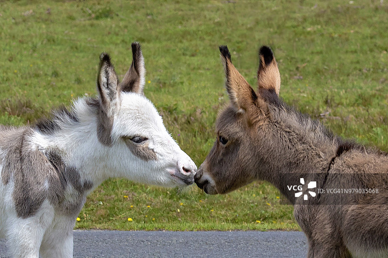 英国汉普郡的新森林国家公园里，两只小驴驹接吻的特写照片图片素材