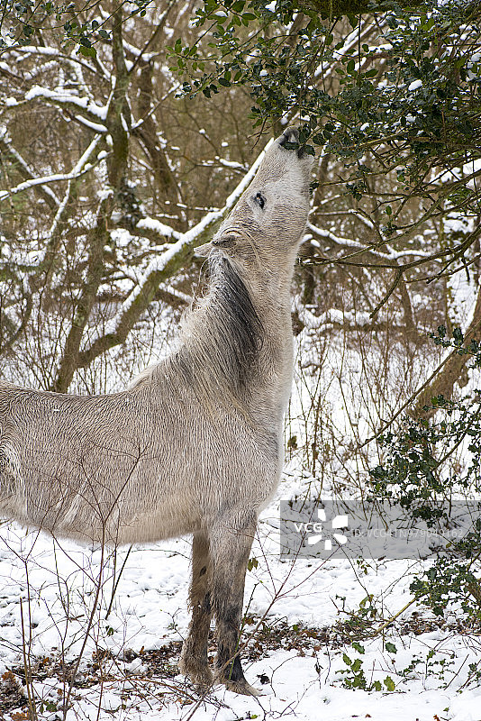英国汉普郡，一只新的森林小马在冬天的雪地里吃着冰冻的冬青叶子图片素材