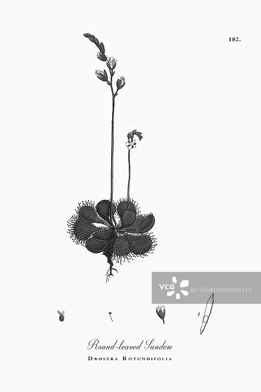 圆叶毛茅，圆叶毛茅，维多利亚植物学插图，1863年图片素材
