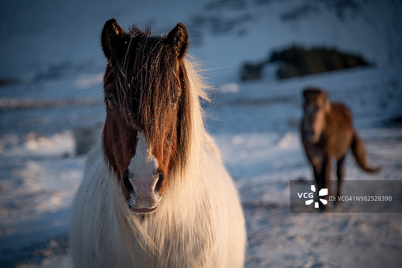 在冰岛的冬天，两匹冰岛马在雪景上图片素材