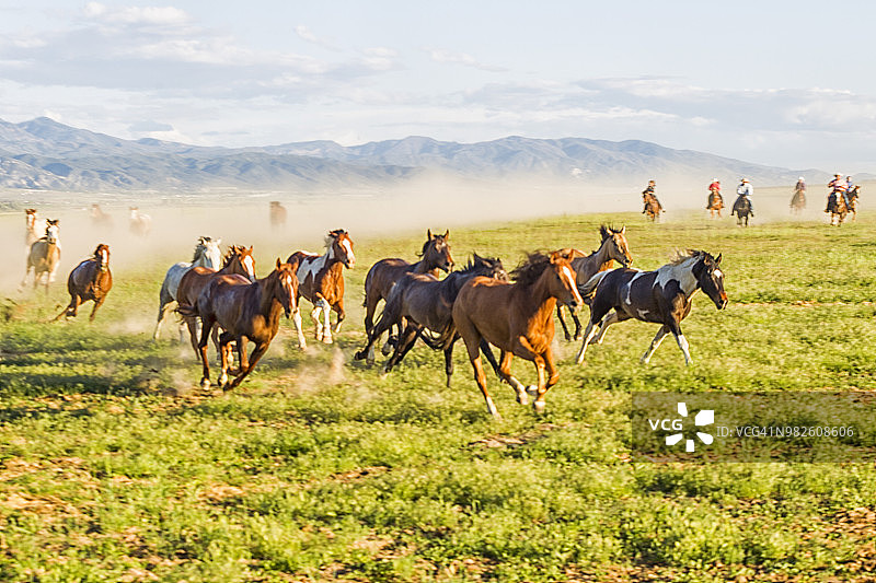 美国犹他州盐湖城桑塔昆大草原上奔跑的野马图片素材