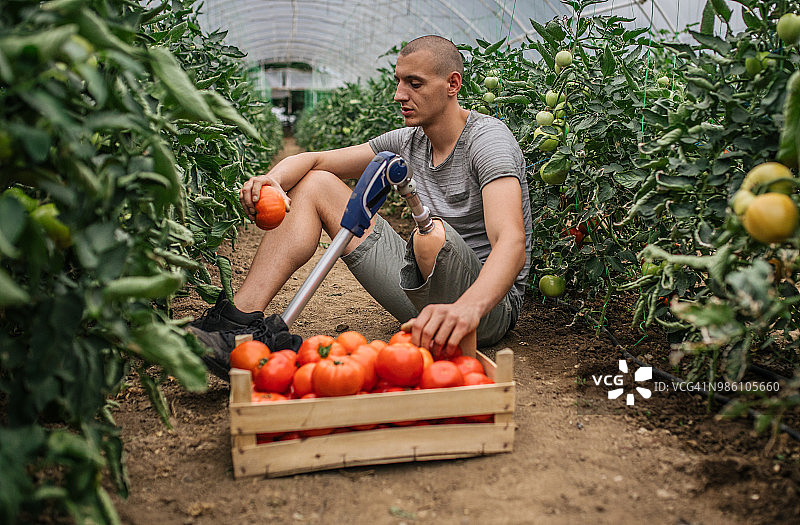 农民用义肢在温室里摘番茄图片素材